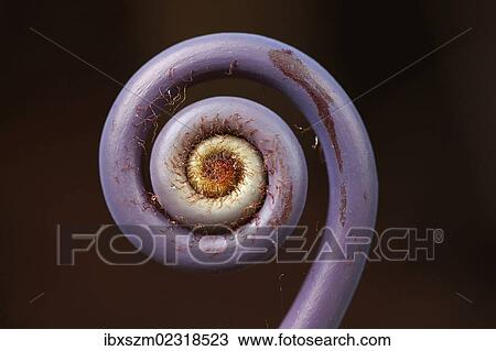 "Old world forked fern (Dicranopteris linearis), a fern frond unfurling, Big Island, Hawaii, USA" View Large Photo Image Stock Image - "Old world forked fern (Dicranopteris linearis), a fern frond unfurling, Big Island, Hawaii, USA". Fotosearch