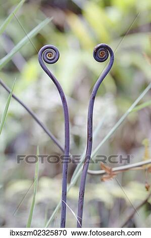 "Old world forked fern, uluhe fern (Dicranopteris linearis), fronds, a native plant in Hawaii with purple rhizome, Hawaii Volcanoes National Park, Big Island, Hawaii, USA" View Large Photo Image Stock Image - "Old world forked fern, uluhe fern (Dicranopteris linearis), fronds, a native plant in Hawaii with purple rhizome, Hawaii Volcanoes National Park, Big Island, Hawaii, USA". Fotosearch