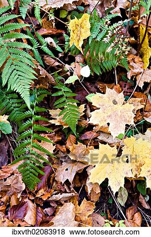 Old World Royal Fern (Osmunda regalis) with autumn leaves View Large Photo Image Stock Photo - Old World Royal Fern (Osmunda regalis) with autumn leaves. Fotosearch