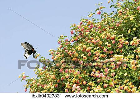 Stock Image - Old World Swallowtail (Papilio machaon) on lantana flowers. Fotosearch