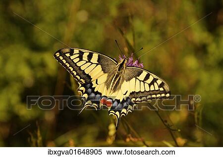 Old world swallowtail (Papilio machaon) View Large Photo Image Stock Photography - Old world swallowtail (Papilio machaon). Fotosearch