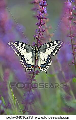 Stock Image - "Old World Swallowtail (Papilio machaon), between meadow sage, Pleven region, Bulgaria, Europe". Fotosearch