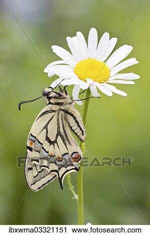 "Old World Swallowtail (Papilio machaon) butterfly on a Marguerite, North Hesse, Hesse, Germany, Europe" View Large Photo Image Stock Image - "Old World Swallowtail (Papilio machaon) butterfly on a Marguerite, North Hesse, Hesse, Germany, Europe". Fotosearch