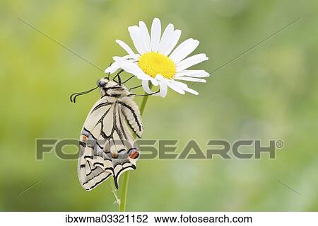 "Old World Swallowtail (Papilio machaon) butterfly on a Marguerite, North Hesse, Hesse, Germany, Europe" View Large Photo Image Stock Image - "Old World Swallowtail (Papilio machaon) butterfly on a Marguerite, North Hesse, Hesse, Germany, Europe". Fotosearch
