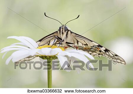 "Old World Swallowtail (Papilio machaon) butterfly on a Marguerite, North Hesse, Hesse, Germany, Europe" View Large Photo Image Stock Image - "Old World Swallowtail (Papilio machaon) butterfly on a Marguerite, North Hesse, Hesse, Germany, Europe". Fotosearch