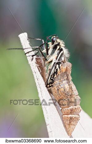 "Old World Swallowtail (Papilio machaon) emerges from its exuvia, North Hesse, Hesse, Germany, Europe" View Large Photo Image Stock Image - "Old World Swallowtail (Papilio machaon) emerges from its exuvia, North Hesse, Hesse, Germany, Europe". Fotosearch