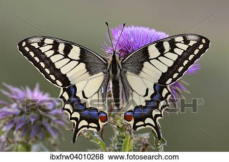 Stock Photo - "Old World Swallowtail (Papilio machaon), Pleven region, Bulgaria, Europe". Fotosearch