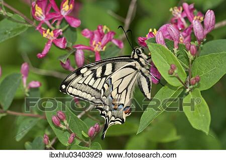 "Old World Swallowtail (Papilio machaon) butterfly, outer wings, Untergroningen, Abtsgmuend, Baden-Wurttemberg, Germany, Europe" View Large Photo Image Stock Photo - "Old World Swallowtail (Papilio machaon) butterfly, outer wings, Untergroningen, Abtsgmuend, Baden-Wurttemberg, Germany, Europe". Fotosearch