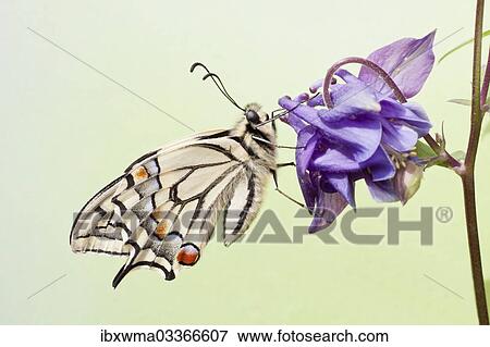 "Old World Swallowtail (Papilio machaon) butterfly on a Columbine, North Hesse, Hesse, Germany, Europe" View Large Photo Image Stock Photo - "Old World Swallowtail (Papilio machaon) butterfly on a Columbine, North Hesse, Hesse, Germany, Europe". Fotosearch