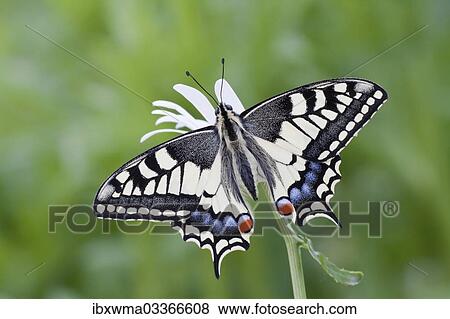 "Old World Swallowtail (Papilio machaon) butterfly, view from above with spread wings, North Hesse, Hesse, Germany, Europe" View Large Photo Image Stock Photo - "Old World Swallowtail (Papilio machaon) butterfly, view from above with spread wings, North Hesse, Hesse, Germany, Europe". Fotosearch