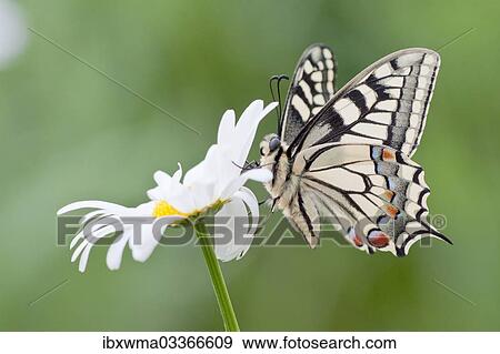 "Old World Swallowtail (Papilio machaon) butterfly on a Marguerite, North Hesse, Hesse, Germany, Europe" View Large Photo Image Stock Photo - "Old World Swallowtail (Papilio machaon) butterfly on a Marguerite, North Hesse, Hesse, Germany, Europe". Fotosearch