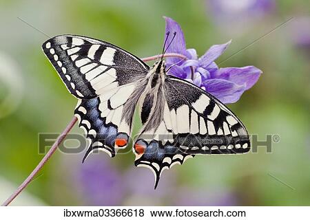 "Old World Swallowtail (Papilio machaon) butterfly, view from above with spread wings, North Hesse, Hesse, Germany, Europe" View Large Photo Image Stock Photo - "Old World Swallowtail (Papilio machaon) butterfly, view from above with spread wings, North Hesse, Hesse, Germany, Europe". Fotosearch