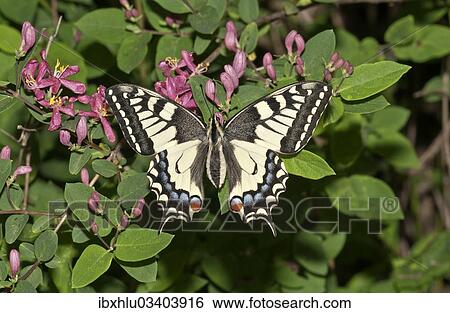"Old World Swallowtail (Papilio machaon) butterfly, Untergroningen, Abtsgmuend, Baden-Wurttemberg, Germany, Europe" View Large Photo Image Stock Photograph - "Old World Swallowtail (Papilio machaon) butterfly, Untergroningen, Abtsgmuend, Baden-Wurttemberg, Germany, Europe". Fotosearch