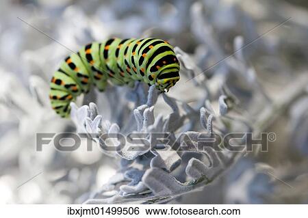 "Old World Swallowtail (Papilio machaon), caterpillar" View Large Photo Image Stock Photograph - "Old World Swallowtail (Papilio machaon), caterpillar". Fotosearch