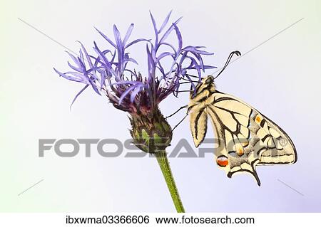 "Old World Swallowtail (Papilio machaon) butterfly on a cornflower, North Hesse, Hesse, Germany, Europe" View Large Photo Image Stock Photograph - "Old World Swallowtail (Papilio machaon) butterfly on a cornflower, North Hesse, Hesse, Germany, Europe". Fotosearch