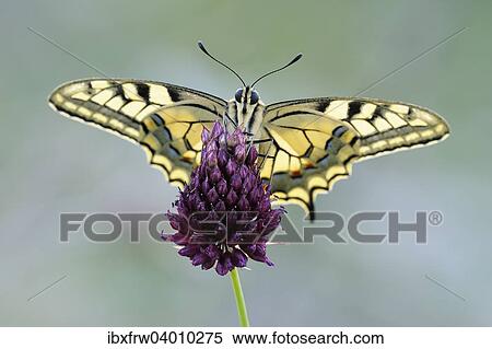 "Old World Swallowtail (Papilio machaon), Pleven region, Bulgaria, Europe" View Large Photo Image Stock Photography - "Old World Swallowtail (Papilio machaon), Pleven region, Bulgaria, Europe". Fotosearch