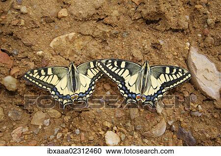"Old World swallowtails, Common yellow swallowtails (Papilio machaon), Baikal, Siberia, Russian Federation, Eurasia" View Large Photo Image Stock Image - "Old World swallowtails, Common yellow swallowtails (Papilio machaon), Baikal, Siberia, Russian Federation, Eurasia". Fotosearch