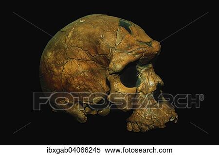 "Oldest known skull of a Homo sapiens, Fossil BOU-VP 16-1 Herto cranium, National Museum of Ethiopia, Addis Ababa, Ethiopia, Africa" View Large Photo Image Stock Photography - "Oldest known skull of a Homo sapiens, Fossil BOU-VP 16-1 Herto cranium, National Museum of Ethiopia, Addis Ababa, Ethiopia, Africa". Fotosearch