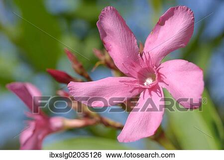 "Oleander (Nerium oleander), pink flower" View Large Photo Image Stock Photograph - "Oleander (Nerium oleander), pink flower". Fotosearch