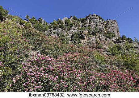 "Oleander (Nerium oleander), Taurus Mountains, Koprulu Canyon National Park, Antalya Province, Turkey, Asia" View Large Photo Image Stock Image - "Oleander (Nerium oleander), Taurus Mountains, Koprulu Canyon National Park, Antalya Province, Turkey, Asia". Fotosearch