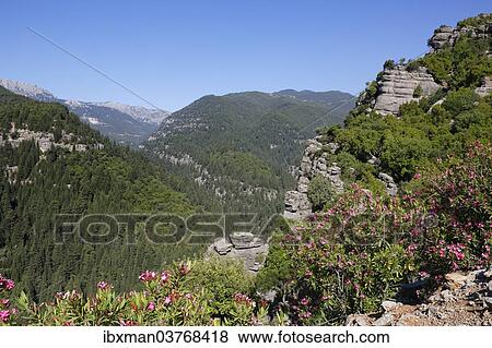 "Oleander (Nerium oleander), Taurus Mountains, Koprulu Canyon National Park, Antalya Province, Turkey, Asia" View Large Photo Image Stock Photo - "Oleander (Nerium oleander), Taurus Mountains, Koprulu Canyon National Park, Antalya Province, Turkey, Asia". Fotosearch
