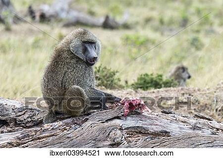 "Olive Baboon or Anubis Baboon (Papio anubis) feeding on a gazelle, Maasai Mara National Reserve, Serengeti, Rift Valley Province, Kenya, Africa" View Large Photo Image Stock Image - "Olive Baboon or Anubis Baboon (Papio anubis) feeding on a gazelle, Maasai Mara National Reserve, Serengeti, Rift Valley Province, Kenya, Africa". Fotosearch