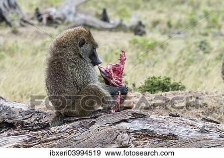 Stock Photo - "Olive Baboon or Anubis Baboon (Papio anubis) feeding on a gazelle, Maasai Mara National Reserve, Serengeti, Rift Valley Province, Kenya, Africa". Fotosearch