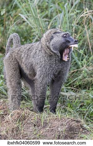 Stock Photo - "Olive Baboon (Papio anubis), Murchinson Falls National Park, Uganda, Africa". Fotosearch