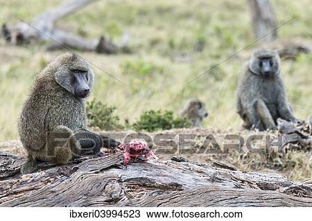 "Olive Baboons or Anubis Baboons (Papio anubis) feeding on a gazelle, Maasai Mara National Reserve, Serengeti, Rift Valley Province, Kenya, Africa" View Large Photo Image Stock Image - "Olive Baboons or Anubis Baboons (Papio anubis) feeding on a gazelle, Maasai Mara National Reserve, Serengeti, Rift Valley Province, Kenya, Africa". Fotosearch