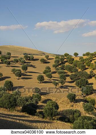 "Olive grove in Enna, Sicily, Italy, Europe" View Large Photo Image Stock Image - "Olive grove in Enna, Sicily, Italy, Europe". Fotosearch