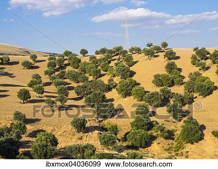 "Olive grove in Enna, Sicily, Italy, Europe" View Large Photo Image Stock Photo - "Olive grove in Enna, Sicily, Italy, Europe". Fotosearch