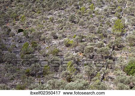 Stock Photo - "Olive grove in the Tramatura Mountains, Majorca, Spain, Europe". Fotosearch