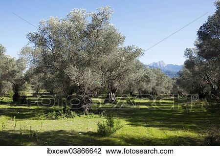 "Olive grove, Olive trees (Olea europaea), Serra de Tramuntana, Majorca, Balearic Islands, Spain, Europe" View Large Photo Image Stock Image - "Olive grove, Olive trees (Olea europaea), Serra de Tramuntana, Majorca, Balearic Islands, Spain, Europe". Fotosearch