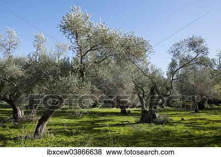 "Olive grove, Olive trees (Olea europaea), Majorca, Balearic Islands, Spain, Europe" View Large Photo Image Stock Photo - "Olive grove, Olive trees (Olea europaea), Majorca, Balearic Islands, Spain, Europe". Fotosearch