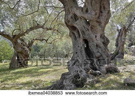 "Olive grove, Port de Soller, Majorca, Balearic Islands, Spain, Europe" View Large Photo Image Stock Image - "Olive grove, Port de Soller, Majorca, Balearic Islands, Spain, Europe". Fotosearch