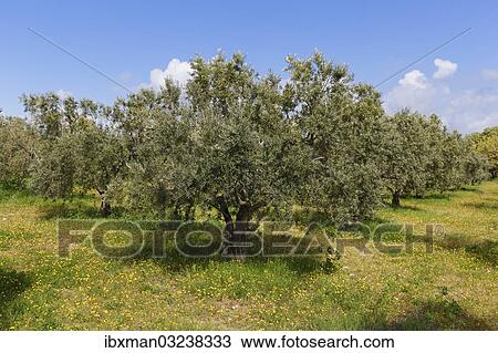 Stock Image - "Olive grove, Troas, Marmara Region, Turkey, Asia". Fotosearch