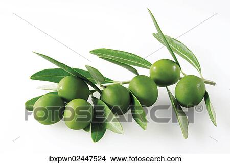 Picture - Olive leaves and green olives. Fotosearch