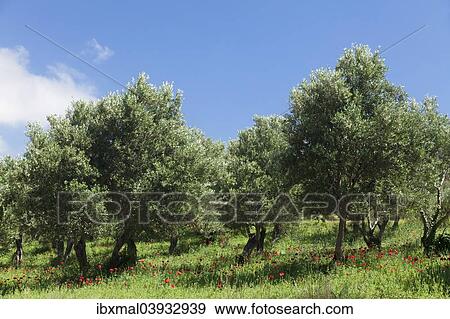 Stock Photo - "Olive trees and poppy flowers, Valley of Megalopotamos, Rethymno, Crete, Greece, Europe". Fotosearch