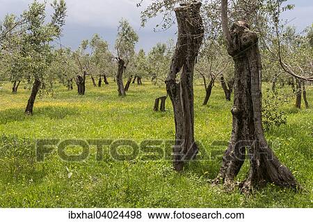 "Olive trees on a blooming meadow in Sirmione, Lombardy, Italy, Europe" View Large Photo Image Stock Photo - "Olive trees on a blooming meadow in Sirmione, Lombardy, Italy, Europe". Fotosearch