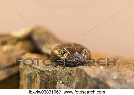 "Olive whip snake (Psammophis mossambicus), Swakopmund, Erongo Region, Namibia, Africa" View Large Photo Image Stock Photo - "Olive whip snake (Psammophis mossambicus), Swakopmund, Erongo Region, Namibia, Africa". Fotosearch