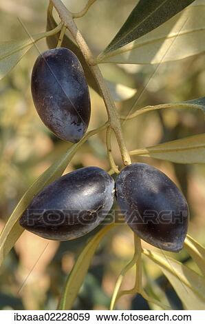 "Olives (Olea europaea) on tree, Greece, Europe" View Large Photo Image Stock Photo - "Olives (Olea europaea) on tree, Greece, Europe". Fotosearch
