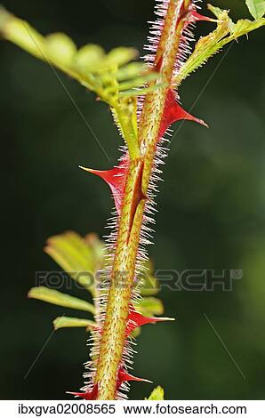 "Omei rose (Rosa omeiensis), red spined stem" View Large Photo Image Stock Photography - "Omei rose (Rosa omeiensis), red spined stem". Fotosearch