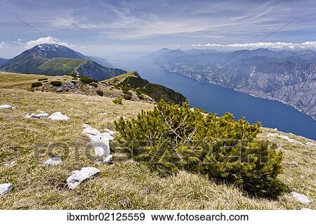 "On Monte Altissimo above Nago, overlooking Lake Garda, with Monte Baldo at the rear, Trentino, Italy, Europe" View Large Photo Image Stock Photo - "On Monte Altissimo above Nago, overlooking Lake Garda, with Monte Baldo at the rear, Trentino, Italy, Europe". Fotosearch