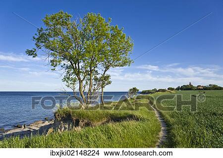 "On the coastal cliffs of Staberhuk, Fehmarn Island, Baltic Sea, Schleswig-Holstein, Germany, Europe" View Large Photo Image Picture - "On the coastal cliffs of Staberhuk, Fehmarn Island, Baltic Sea, Schleswig-Holstein, Germany, Europe". Fotosearch