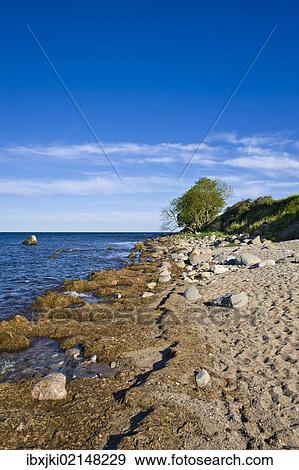 "On the coastal cliffs of Staberhuk, Fehmarn Island, Baltic Sea, Schleswig-Holstein, Germany, Europe" View Large Photo Image Stock Photo - "On the coastal cliffs of Staberhuk, Fehmarn Island, Baltic Sea, Schleswig-Holstein, Germany, Europe". Fotosearch