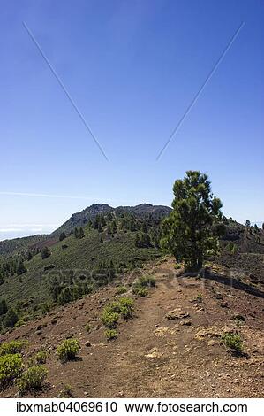"On the """"Ruta de los Volcanes"""" trail, Volcano Route, Cumbre Vieja Natural Park, La Palma, Canary Islands, Spain, Europe" View Large Photo Image Stock Image - "On the """"Ruta de los Volcanes"""" trail, Volcano Route, Cumbre Vieja Natural Park, La Palma, Canary Islands, Spain, Europe". Fotosearch