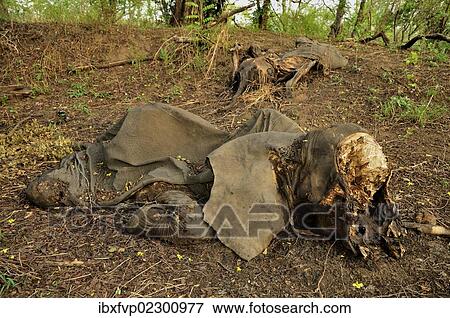 "One of the elephants killed by Sudanese poachers on 5 March 2012, Bouba-Ndjida National Park, Cameroon, Central Africa, Africa" View Large Photo Image Stock Photo - "One of the elephants killed by Sudanese poachers on 5 March 2012, Bouba-Ndjida National Park, Cameroon, Central Africa, Africa". Fotosearch