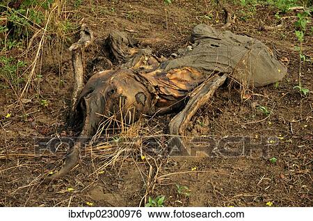 "One of the elephants killed by Sudanese poachers on 5 March 2012, Bouba-Ndjida National Park, Cameroon, Central Africa, Africa" View Large Photo Image Stock Photograph - "One of the elephants killed by Sudanese poachers on 5 March 2012, Bouba-Ndjida National Park, Cameroon, Central Africa, Africa". Fotosearch