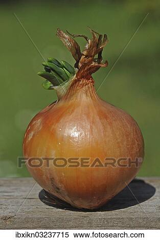 "Onion beginning to sprout, Germany, Europe" View Large Photo Image Stock Photography - "Onion beginning to sprout, Germany, Europe". Fotosearch