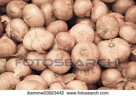 Onions (Allium cepa) View Large Photo Image Stock Image - Onions (Allium cepa). Fotosearch